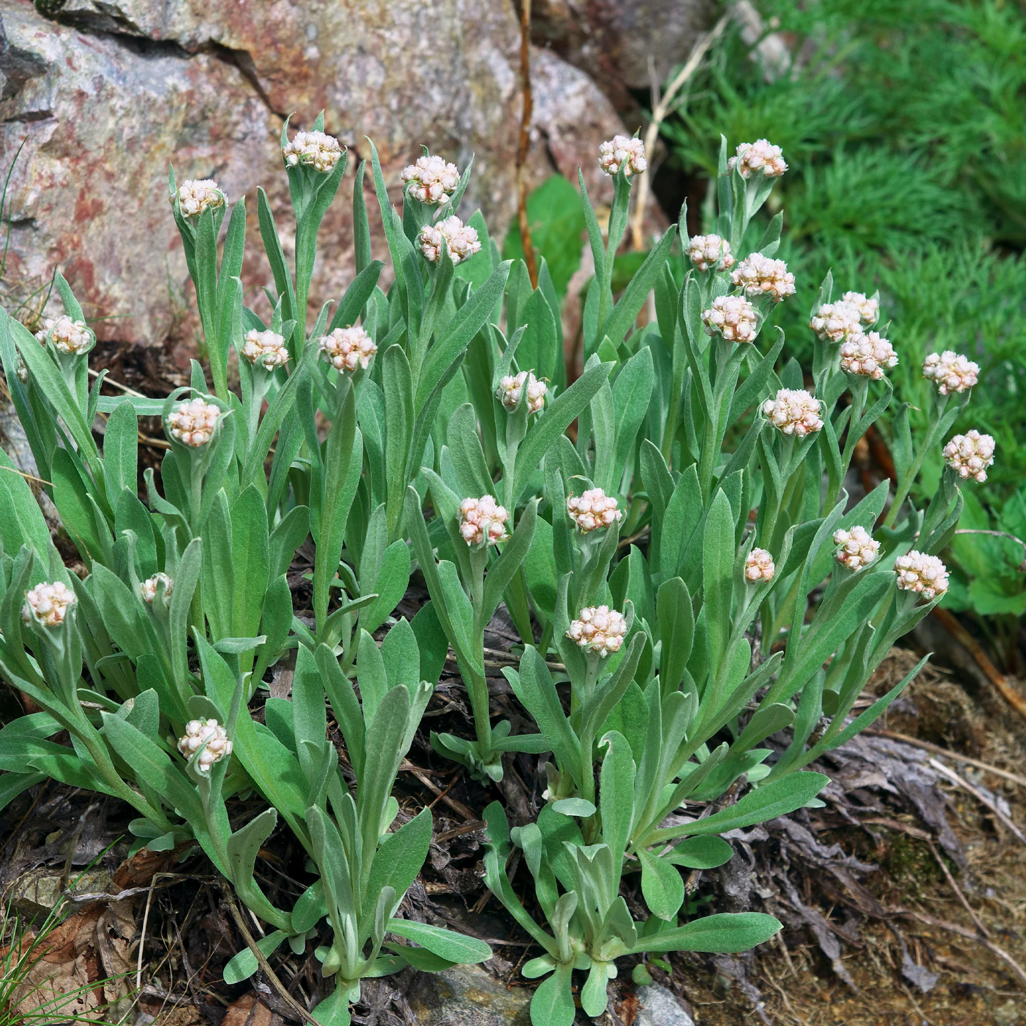 Alpen-Perlkörbchen
